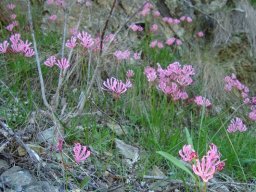 Nerine humilis, the mountain nerine